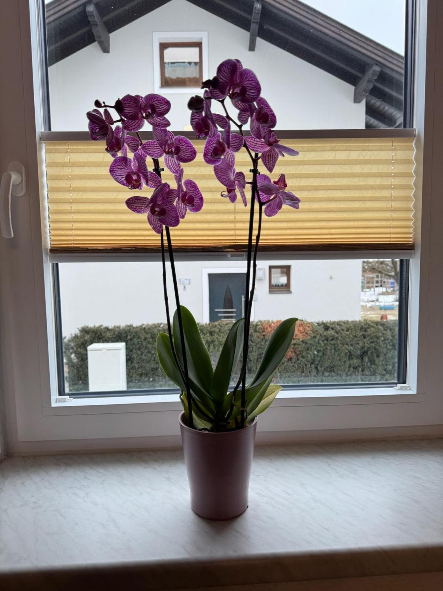 Ferienwohnung Rauchkofelblick Debant Dış mekan fotoğraf